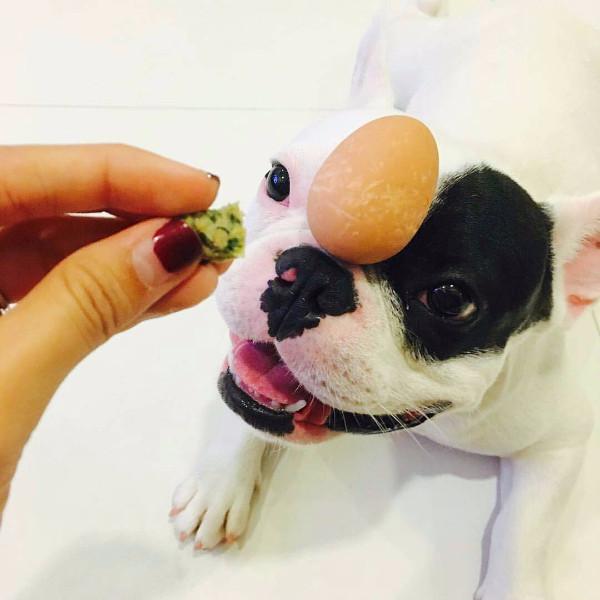 soft chewy dog training treats singapore