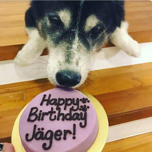 dog birthday cake singapore