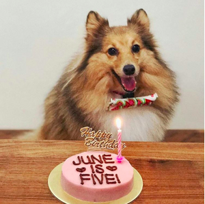 dog birthday cake singapore