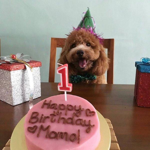 cute dog cake singapore